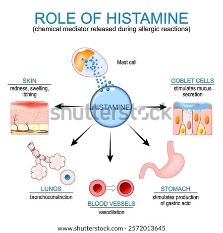 Histamine. Mast cells and Immune response on Allergic reaction. Histamine is Chemical mediator released during allergic reactions. Vector poster