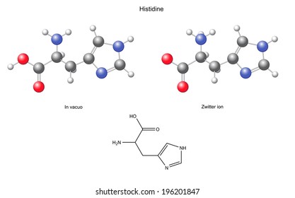 Histidine (His) - chemical structural formula and models, amino acid, in vacuo, zwitterion, 2D and 3D illustration, balls and sticks, isolated on white background, vector, eps8