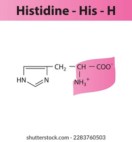 Histidine - His - H amino acid structure. Skeletal formula with amino group highlighted in pink marker. Scientific illustration.