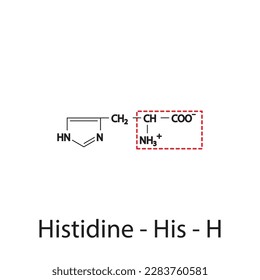 Histidine - His - H amino acid structure. Skeletal formula with amino group highlighted in red frame. Scientific illustration.