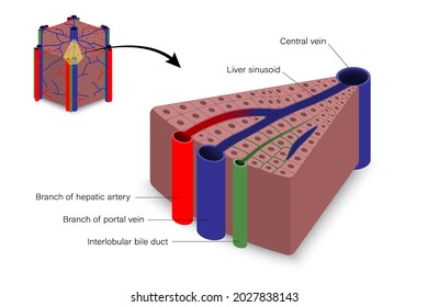 Histological components of liver. Digestive organ. Medical education.