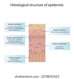 Histological structure of epidermis - skin layers shcematic vector illustration showing epithelial skin layers, melanocytes, keratinocytes, lamellar bodies and merkel cells