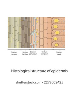 Histological structure of epidermis - skin layers shcematic vector illustration showing stratum basale, spinosum, granulosum, lucidum and corneum