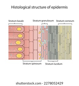 Histological structure of epidermis - skin layers shcematic vector illustration showing stratum basale, spinosum, granulosum, lucidum and corneum