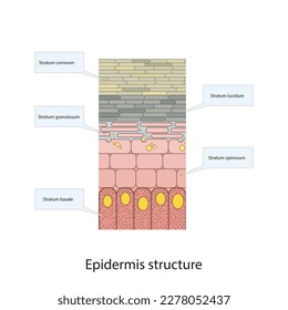 Histological structure of epidermis - skin layers shcematic vector illustration showing stratum basale, spinosum, granulosum, lucidum and corneum