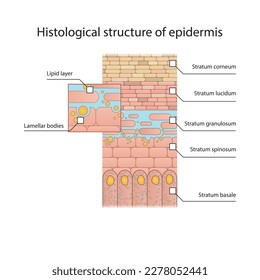 Histological structure of epidermis - skin layers shcematic vector illustration showing stratum basale, spinosum, granulosum, lucidum and corneum and lamellar bodies