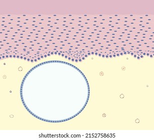 Histology Of Ovula Nabothi Under A Microscope, Vector Illustration