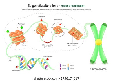 Histone modification. Acetylation and Methylation. Epigenetic alterations. Hallmarks of aging.