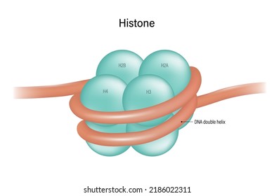 Núcleo de proteínas de histona (H2A, H2B, H3 y H4). Nucleosoma. Doble hélice de ADN.