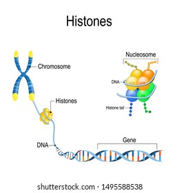 Histones close up. Organization and packaging of genetic material (DNA) in Chromosome. Vector diagram for educational, biological, medical, and scientific use