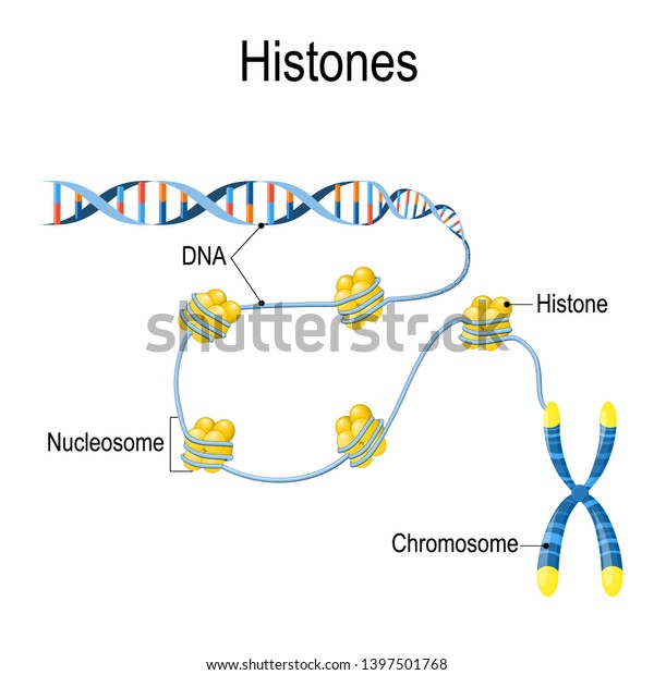 Histones La Representación Esquemática Muestra La Vector De Stock Libre De Regalías 9204