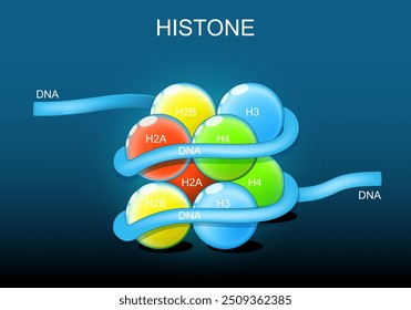 Histone Struktur. Histonproteine. Organisation und Verpackung von genetischem Material in Chromosom. Vektorposter. Isometrische flache Abbildung. Schematische Darstellung