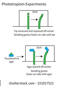 Historical experiments demonstrating phototropism