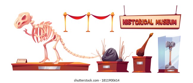 Historical museum with dinosaur skeleton and archeological exhibits. Vector cartoon set of finds of paleontology and archeology, prehistoric animals and primitive tools 