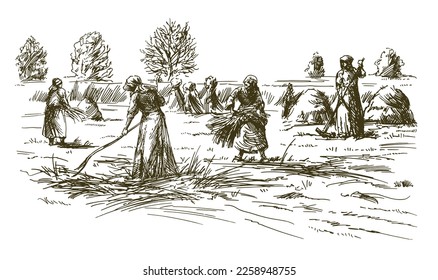 Historical scene, women harvesting hay or grain.