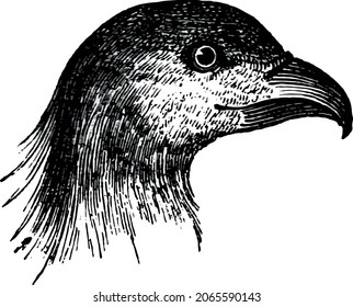 History of Birds Victorian Drawing, Falcon, Hawk Tribe, Bird Head Vector