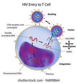 HIV Entry To T Cell