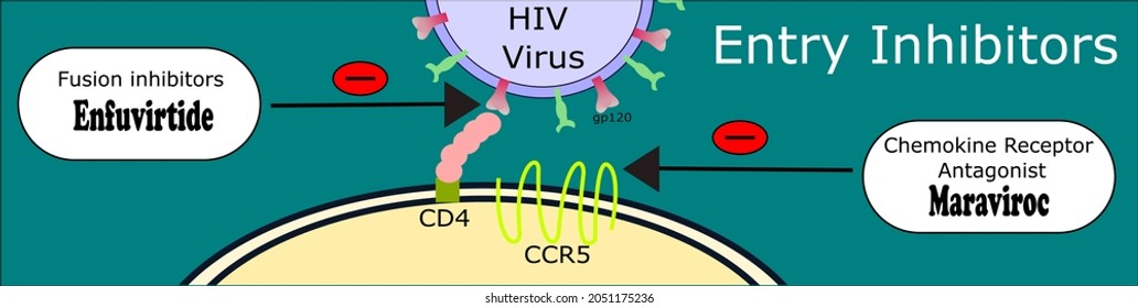 HIV is a RNA virus. There are lot of anti retro viral s are produced against it. there entry inhibitors. This shows the acting sites of fusion inhibitors and chemokine receptor antagonists
