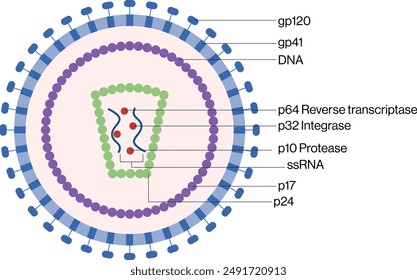 HIV Structure Diagram, White Background, Science Vector Illustration