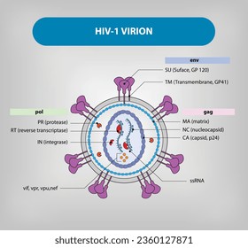 HIV-1-Vektorgrafik
