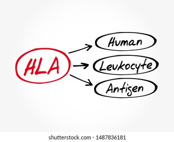 HLA - Human Leukocyte Antigen acronym, medical concept background