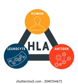 HLA - Acrónimo de Antígeno Leucocito Humano. antecedentes de concepto médico.  concepto de ilustración vectorial con palabras clave e iconos. ilustración con iconos para banner web, volante, aterrizaje 