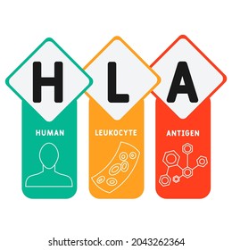 HLA - Acrónimo de Antígeno Leucocito Humano. antecedentes de concepto médico.  concepto de ilustración vectorial con palabras clave e iconos. ilustración con iconos para banner web, volante, aterrizaje 