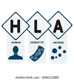 HLA - Acrónimo de Antígeno Leucocito Humano. antecedentes de concepto médico.  concepto de ilustración vectorial con palabras clave e iconos. ilustración con iconos para banner web, volante, aterrizaje 