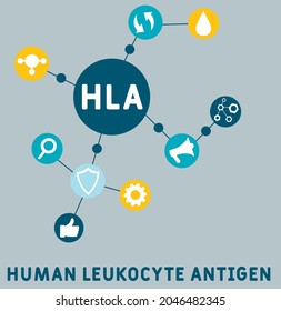 HLA - Acrónimo de Antígeno Leucocito Humano. antecedentes de concepto médico.  concepto de ilustración vectorial con palabras clave e iconos. ilustración con iconos para banner web, volante, aterrizaje 