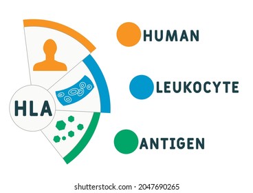 HLA - Acrónimo de Antígeno Leucocito Humano. antecedentes de concepto médico.  concepto de ilustración vectorial con palabras clave e iconos. ilustración con iconos para banner web, volante, aterrizaje 