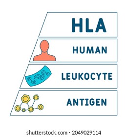 HLA - Acrónimo de Antígeno Leucocito Humano. antecedentes de concepto médico.  concepto de ilustración vectorial con palabras clave e iconos. ilustración con iconos para banner web, volante, aterrizaje 