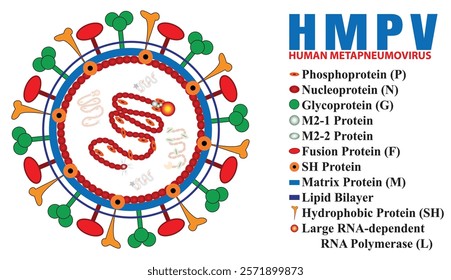 HMPV Virus in White Background. Human Metapneumovirus. Visualizing the Impact of HMPV on the Lungs. Human metapneumovirus concept design on White backdrop, what is vector illustration file
