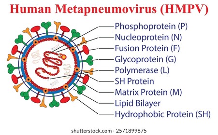 HMPV Virus in White Background. Human Metapneumovirus. Visualizing the Impact of HMPV on the Lungs. Human metapneumovirus concept design on White backdrop, what is vector illustration file