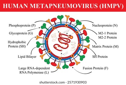 HMPV Virus in White Background. Human Metapneumovirus. Visualizing the Impact of HMPV on the Lungs. Human metapneumovirus concept design on White backdrop, what is vector illustration file