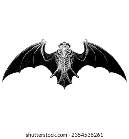 Hoary Bat hand drawing vector isolated on white background.