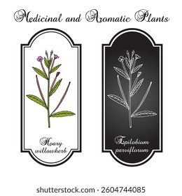 Hoary willowherb (Epilobium parviflorum), medicinal plant. Hand drawn botanical vector illustration