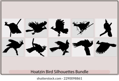 Hoatzin bird black silhouette vector,Cigana bird in profile view,Hoatzin bird Opisthocomus hoazin, Silhouetted