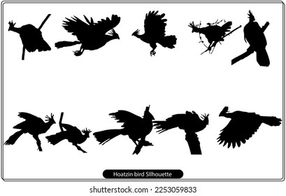 Hoatzin bird silhouette vector set