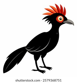  Hoatzin bird vector on white background.