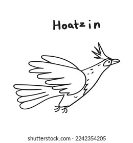 Hoatzin. Flying bird. Vector outline illustration.