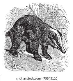 The Hog Badger, Arctonyx  or Arctonyx collaris. Vintage engraving. Old engraved illustration of a Hog Badger found in Southeast Asian tropical rainforests.