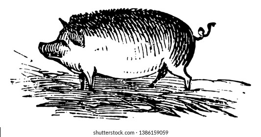 Hog is the common Eurasian wild boar along with other species, vintage line drawing or engraving illustration.