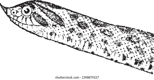 La serpiente de Hog Nosed es un nombre común para varias especies de serpientes en forma de cruz, con hocico invertido, dibujo vintage de líneas o ilustración de grabado.
