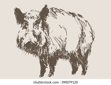 hog vector, hand draw sketch