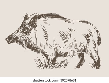 hog vector, hand draw sketch