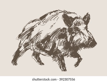 hog vector, hand draw sketch