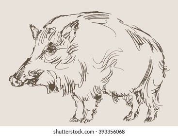 hog vector, hand draw sketch