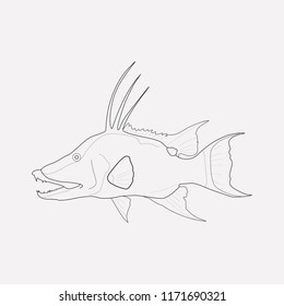 Hogfish icon line element. Vector illustration of hogfish icon line isolated on clean background for your web mobile app logo design.
