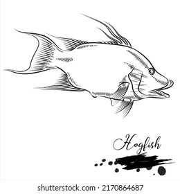 Hogfish, saltwater fish animal realistic sketch, vector illustration