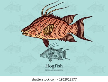 Hogfish. Vector illustration with refined details and optimized stroke that allows the image to be used in small sizes (in packaging design, decoration, educational graphics, etc.)